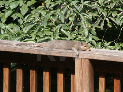 flat squirrel